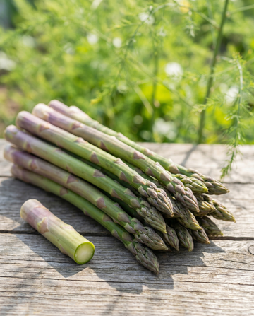 Albenga F1 (Asparagus officinalis) – meerjarige zaden van SeedsChoice