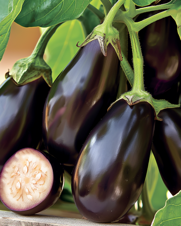 Mini aubergine Patio Baby F1 zaden (Solanum melongena) – eenjarige groente