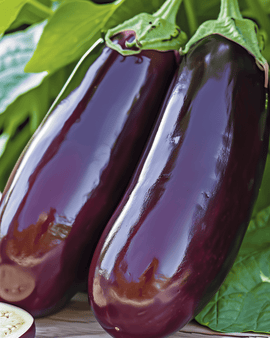 Auberginezaden Violetta Lunga 2 Solanum Melongena eenjarig langpaars