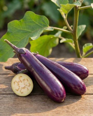 Aubergine Violetta Lunga 2 Long Purple (Solanum melongena) – eenjarige groentezaden van SeedsChoice