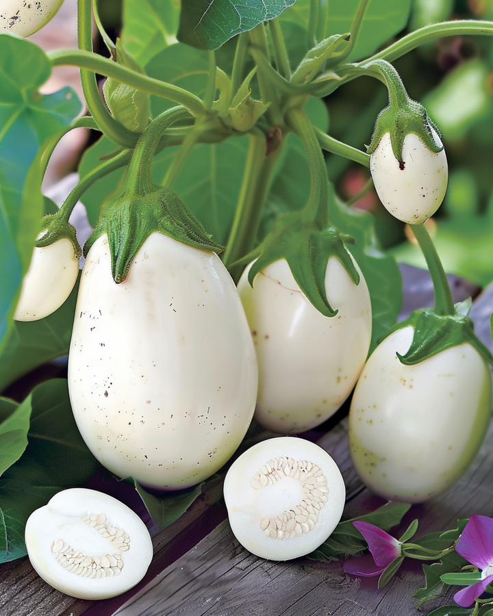 Aubergine White Egg zaden (Solanum melongena) – eenjarige groente