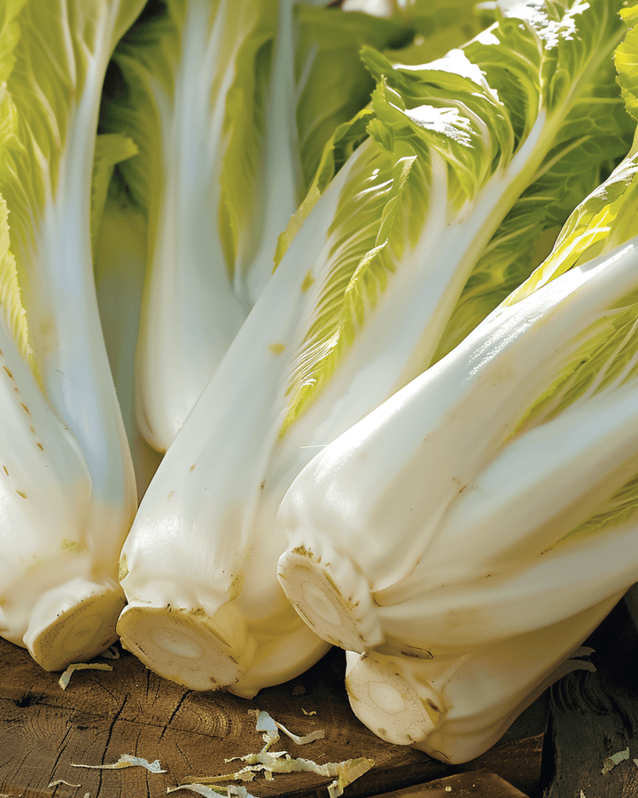 Witlof Brussels zaden (Cichorium intybus) – tweejarige groente