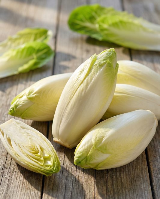 Brusselse cichorei Videna (Cichorium intybus) – tweejarige groentezaden van SeedsChoice