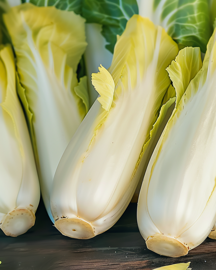 Witlof Zoom F1 Witloof zaden (Cichorium intybus) – tweejarige groente