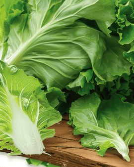 Suikerbroodcichoreizaden Cichorium Intybus eenjarige groente