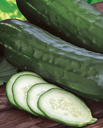 Komkommer Johanna Slicing zaden (Cucumis sativus) – eenjarige groente