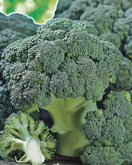Broccolizaden Marathon F1 Brassica Oleracea eenjarig