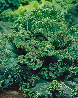 Boerenkoolzaden Brassica Oleracea Winterbor F1 eenjarige groente