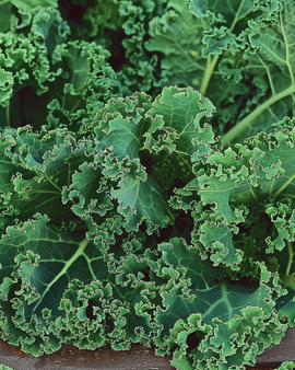 Boerenkoolzaden Brassica Oleracea Westlandse Herfst laat eenjarig ras