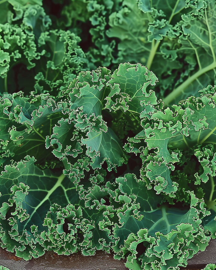 Boerenkool Westlandse Herfst Late zaden (Brassica oleracea) – eenjarige groente