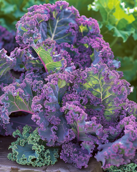 Boerenkoolzaden Scarlet Brassica Oleracea eenjarig paars ras