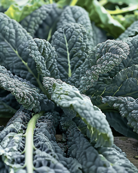 Zwarte-palmkoolzaden Nero Di Toscana Brassica Oleracea eenjarig