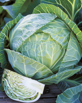 Wittekoolzaden Langedijker Bewaar Brassica Oleracea eenjarig