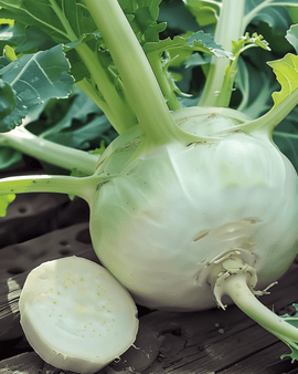 Koolrabizaden Lanro Brassica Oleracea eenjarig ras