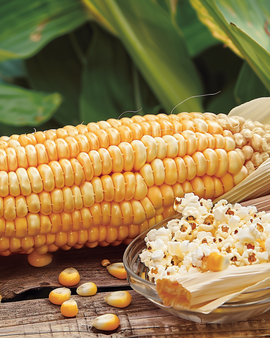 Popcornzaden Plomyk Zea Mays eenjarig ras