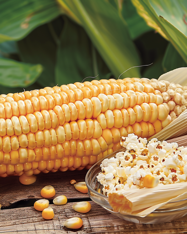 Popcorn Plomyk zaden (Zea mays) – eenjarig