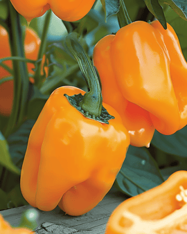 Paprikazaden Orange Horizon Capsicum Annuum eenjarig