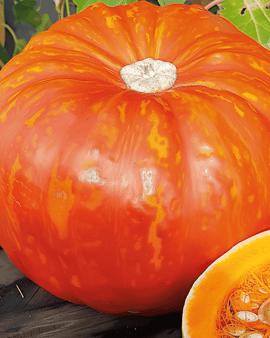 Pompoenzaden Rouge Vif D'etampes Cucurbita Maxima eenjarig
