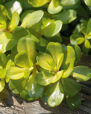 Postelein Yellow zaden (Portulaca oleracea) – eenjarige groente