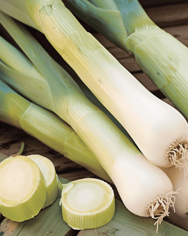 Preizaden winterprei Hiverbleu blauwgroen Allium Porrum eenjarig