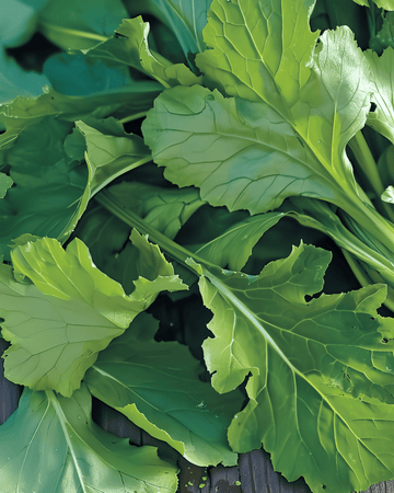 Namenia bladgroente zaden (Brassica rapa) – eenjarige groente