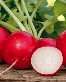 Radijszaden Cherry Belle Raphanus Sativus eenjarig ras