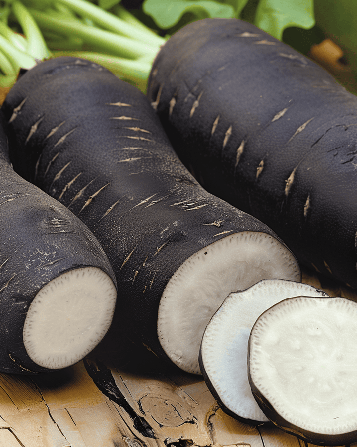 Winterradijs Noir Long Poids Dhorloge zaden (Raphanus sativus) – eenjarige groente