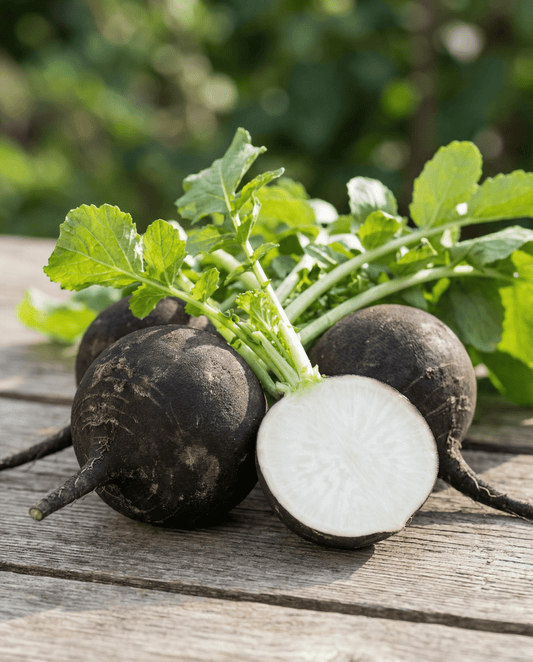 Spaanse zwarte ronde winterradijs (Raphanus sativus) – eenjarige groentezaden van SeedsChoice