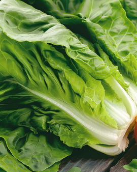 Bindslazaden Lactuca Sativa eenjarig Blanke Zelfsluitende