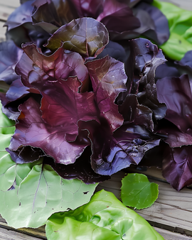 Bindslazaden Moonred Lactuca Sativa eenjarig
