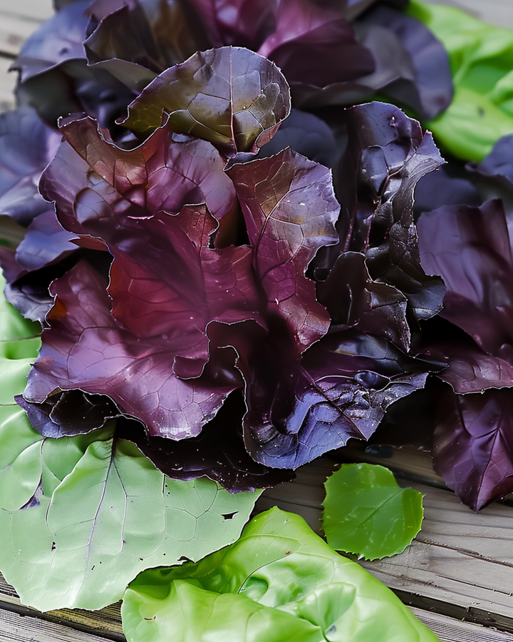 Cos sla Moonred zaden (Lactuca sativa) – eenjarige groente
