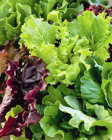 Salademix Mesclun slazaden (Lactuca sativa) – eenjarige groente