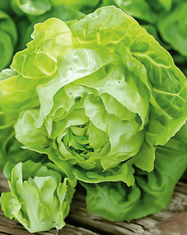 May Queen slazaden Lactuca Sativa eenjarig ras