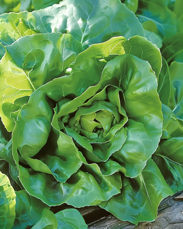 Sla Milan zaden (Lactuca sativa) – eenjarige groente