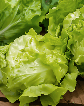 Kropslazaden Lactuca Sativa Grosse Blonde Paresseuse erfgoed