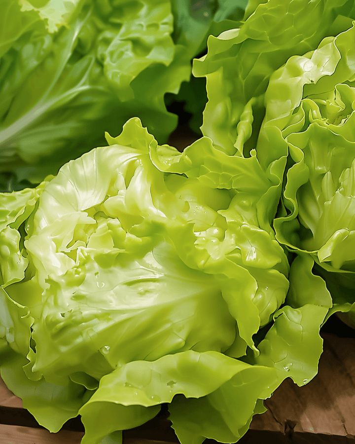 Kropsla Grosse Blonde Paresseuse erfgoedras zaden (Lactuca sativa) – eenjarige groente