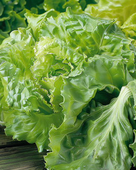 Slazaden Batavia Blonde De Paris Lactuca Sativa eenjarig