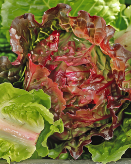 Slazaden Rouge Grenobloise Lactuca Sativa eenjarig