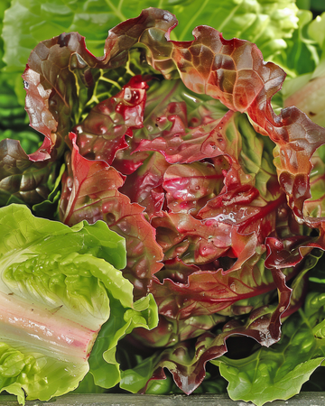 Rouge Grenobloise sla zaden (Lactuca sativa) – eenjarige groente