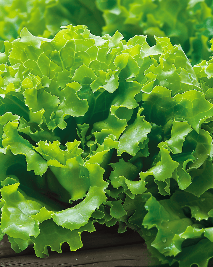 Salanova Lettuce Vicinity zaden (Lactuca sativa) – eenjarige groente