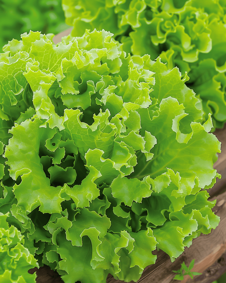 Sla Lollo Bionda zaden (Lactuca sativa) – eenjarige groente