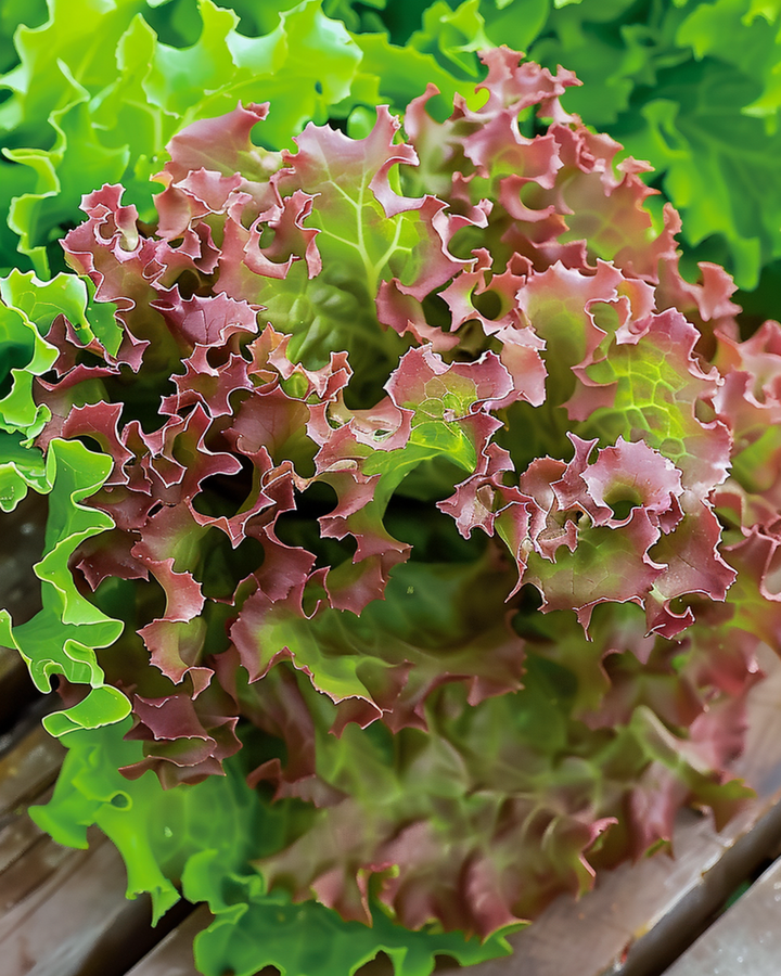 Lollo Rossa roodbladsla zaden (Lactuca sativa) – eenjarige groente