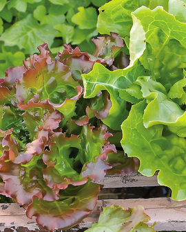 Bladslazaden Amerikaanse Roodrand Lactuca Sativa eenjarig