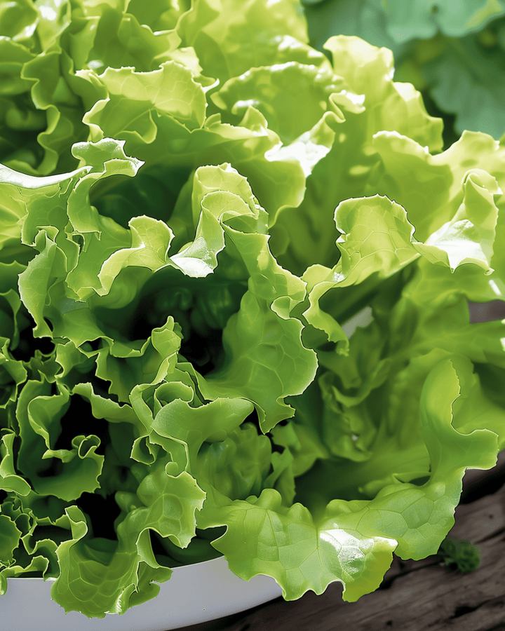 Bladsla Australian Yellow zaden (Lactuca sativa) – eenjarige groentesoort