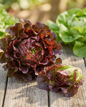Red Salad Bowl Leaf Lettuce (Lactuca sativa) – eenjarige groentezaden van SeedsChoice