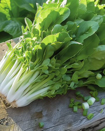Bladsla Witte Dunsel Salad Greens zaden (Lactuca sativa) – eenjarige groentesoort