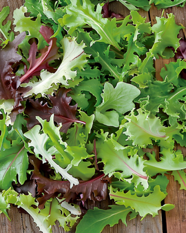 Franse saladmixzaden Lactuca Sativa eenjarige mix