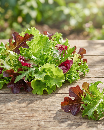 Mixed French Salad (Lactuca sativa) – eenjarige mixzaden van SeedsChoice