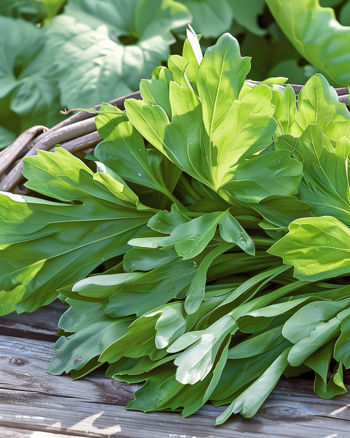 Veldsla Grote Noordhollandse zaden (Valerianella locusta) – eenjarige groente