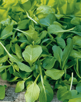 Veldslazaden Valerianella Locusta eenjarig Verte A Coeur Plein 2